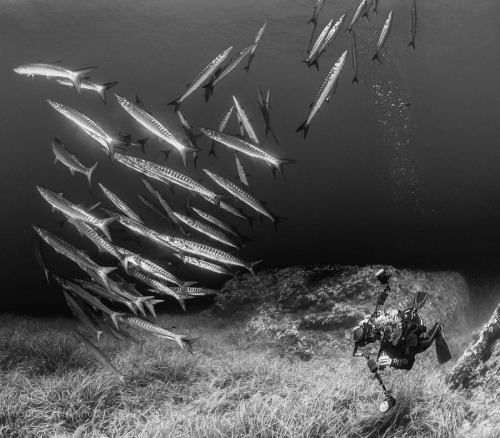 socialfoto:  Julio Sanjuan Vicente trying to shot a school of barracudas in Formentera. by juliosanjuan5 