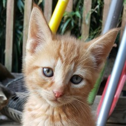 montypythonandtheholyblog:  long story short: we have a lot of kittens that need homes. a few people locally are going to adopt some, but there are still going to be too many for our back porch to handle (i’m estimating 10, but it could be a couple