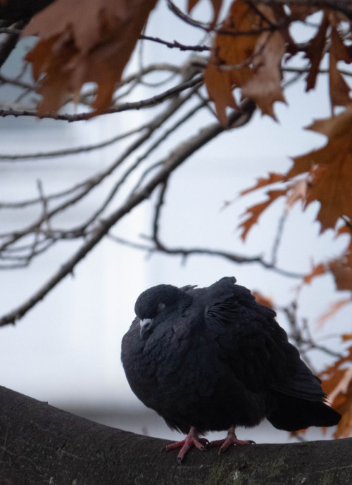 Pigeon. Copenhagen, Denmark. 30/10/18