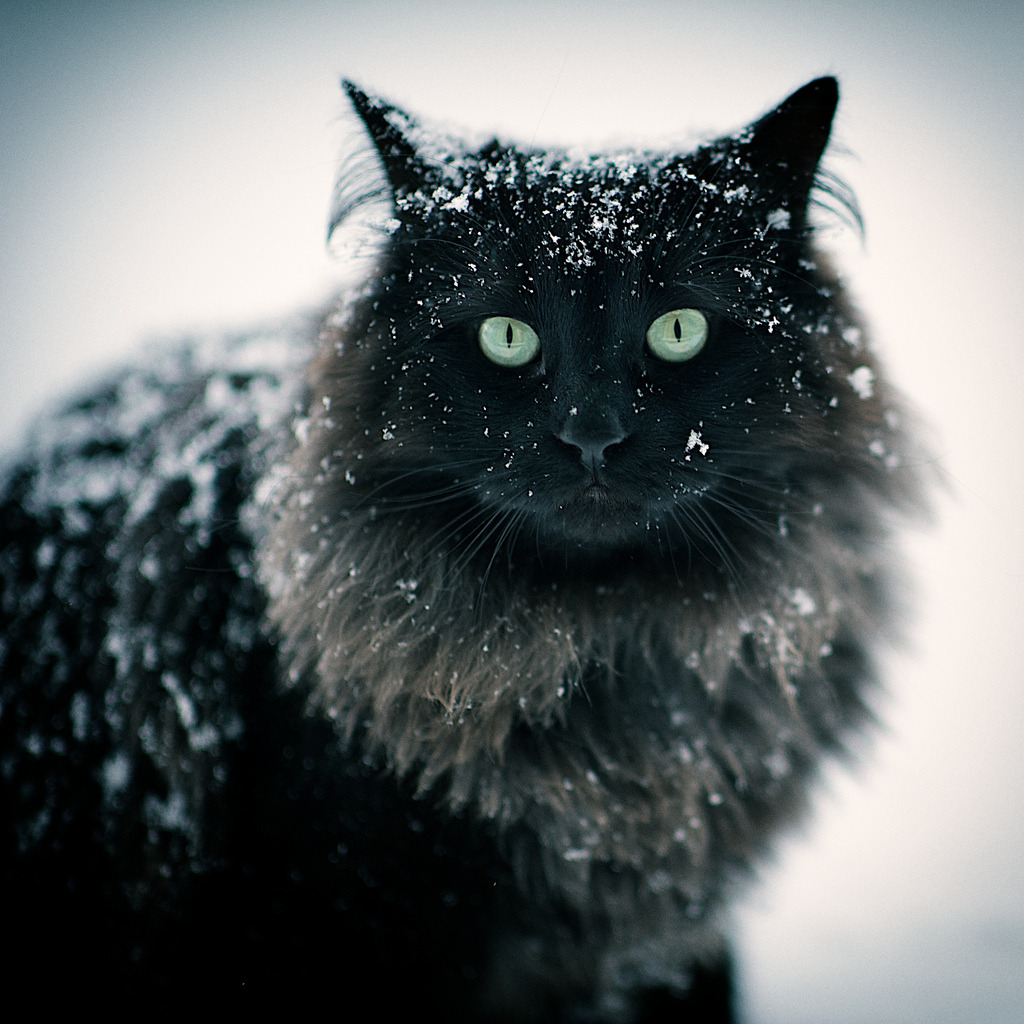 photogenicfelines:(Ianleemusique)
