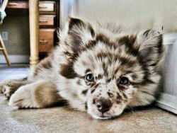 weallheartonedirection:  This is a puppy Australian Shepherd Husky