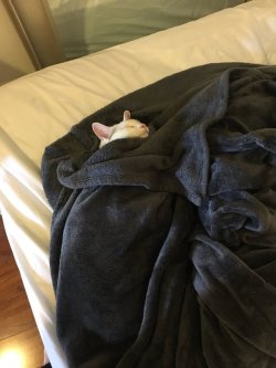 delotha: 4remy: Cats who are Safe in Blankets purritos 