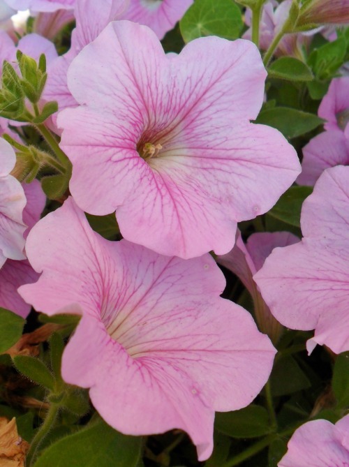 vwcampervan-aldridge:PInk Petunias, Aldridge, EnglandAll Original Photography by http://vwcampervan-