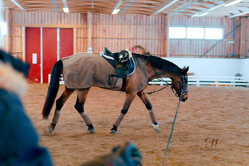 dressage horses