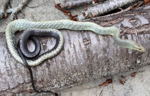 Maybe someday I’ll find a boyfriend for her… Callisto, Sulawesi Black Tail Rat snake (Gonyoso