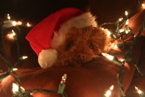 Captain, our three-legged dog, and His Christmas photo shoot! Give him some love!  CAPTAIN’S C
