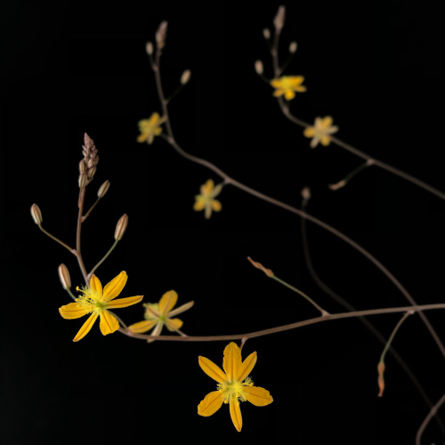 Bulbine mesembryanthemoides Haw.