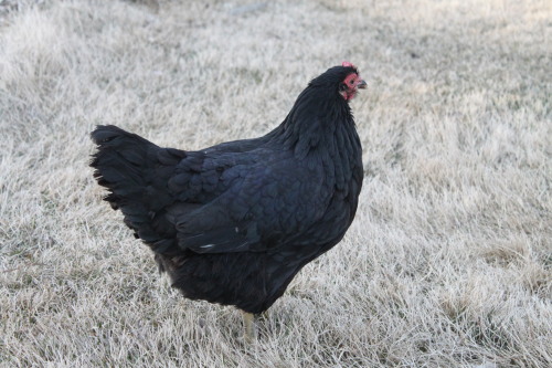 can’t remember when i posted last so have a Fine Spring Chook® in honour of unsually warm temps. the