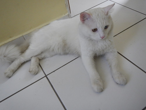 thecutestofthecute:  stephanieion:  So I was taking photos of my cat:  and he saw