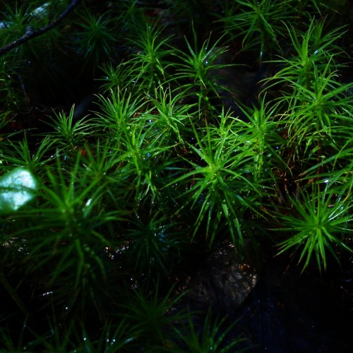 A Particle Of The Forest World