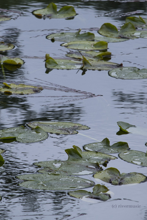 Lily Pads in a gentle rain: Grand Teton National Park, Wyomingriverwindphotography, June 2017