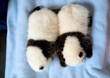 giantpandaphotos:  Lun Lun’s twins, 51 days old, at Zoo Atlanta on September 4,