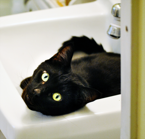 getoutoftherecat:  get out of there cat. people need to wash their hands and brush