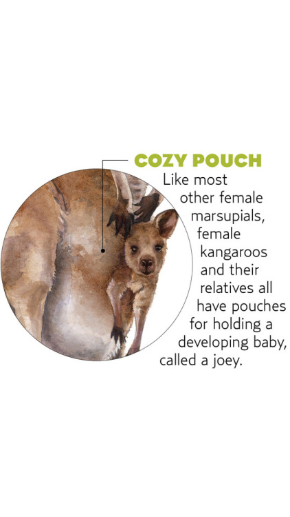 Some Marsupial Monday fun facts