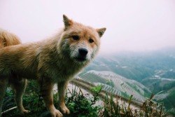 lauryncravens:   This dog followed me around as we were hiking up the terraces. The locals said he didn’t have a name, but I called him Lucky because it never rained  