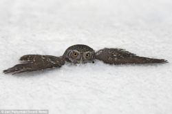 magicalnaturetour:  Adorable Pygmy owl dives