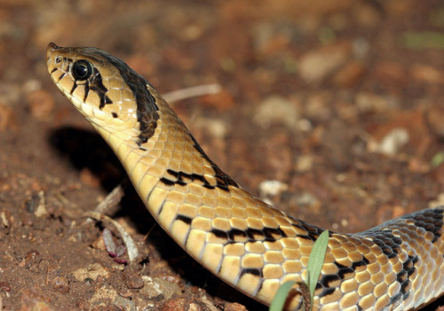 exotic-venom:(Causus rhombeatus) Rhombic night adder, demon night adder, Cape night adder, African