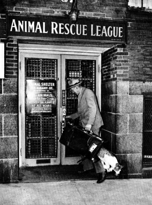 Anonyme - Animal Rescue League c. 1940.