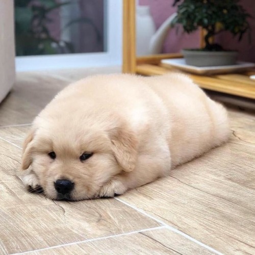 doggosource:loaf