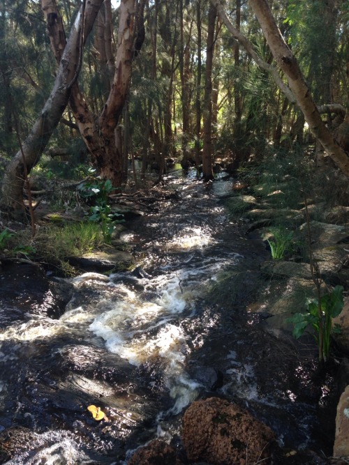 handslikehomies:
“I’m staying at the cutest little place in Margaret River and it has this little stream out the front 🌱
”