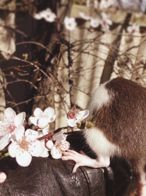 Each day is a new day ready to blossomxx