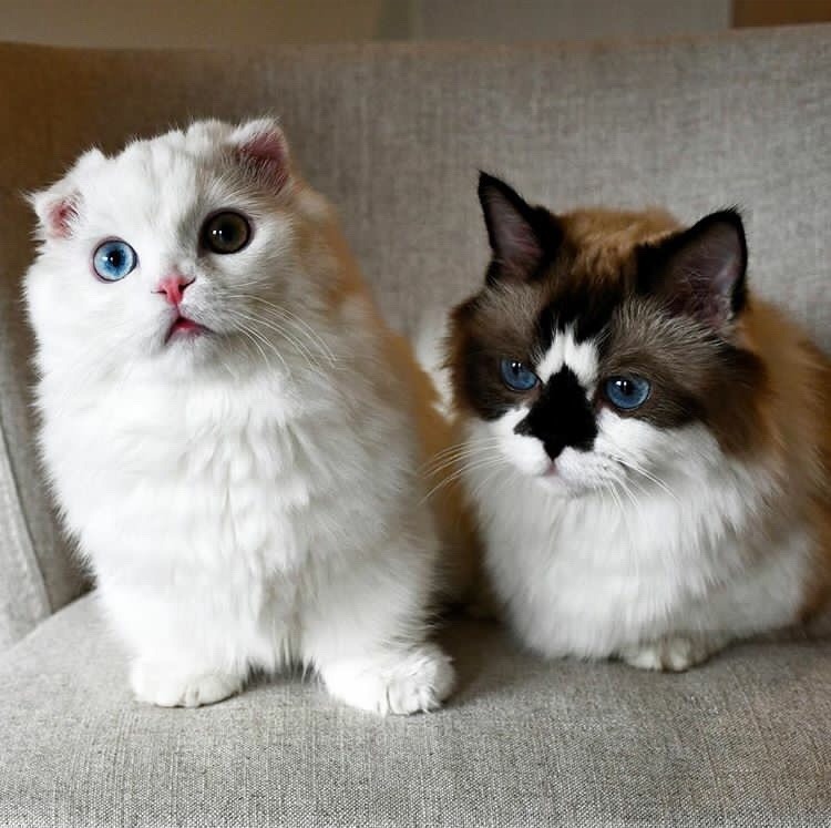 animals-lovers:  Goyanggy // Albert