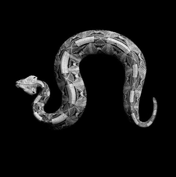 chaosophia218:  Serpents.1. White-Lipped Island Pit ViperCryptelytrops insularis/Trimeresurus