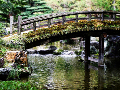 the mossy bridge