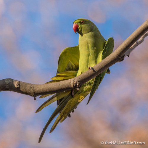 ainawgsd:The rose-ringed parakeet (Psittacula krameri), also known as the ring-necked parakeet, is a