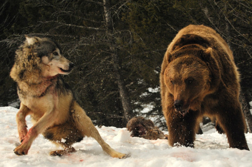 Porn Pics wolverxne:  Wolf Challenges a feeding Bear
