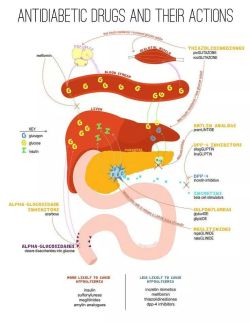 thisfuturemd:&ldquo;Antidiabetic Drugs and their Reactions&rdquo;