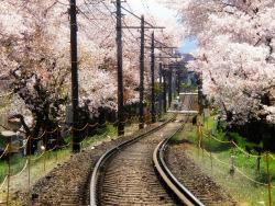 dreams-of-japan:  Whirling Down In The Wind by Matsuura on Flickr.