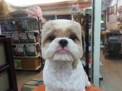 laughingsquid:  Taiwanese Pet Groomers Give Haircuts to Small Dogs to Make Their Heads Appear Perfectly Square or Round