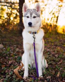 huskiesofig:  Instagram: voguehuskies HuskiesofInstagram