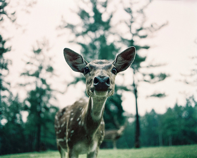 whisped:  見つめている by Joseph Tarigan on Flickr. 