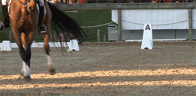 Dear horse.. we need to work towards this &lt;3 :D