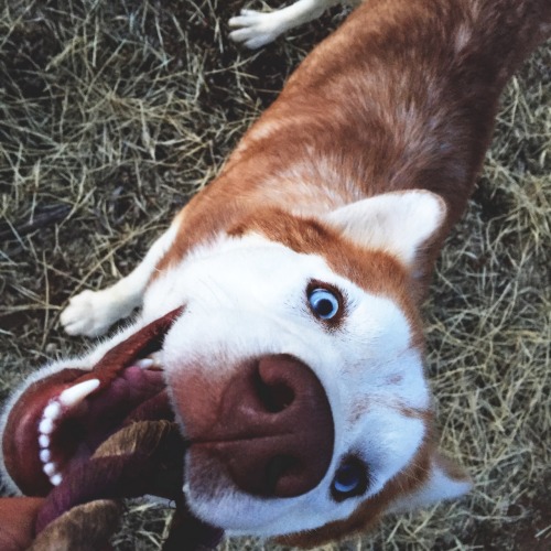 adventure-sq:  dkingsphotography:  Eevee The Husky  how cute!!! alexisreneg