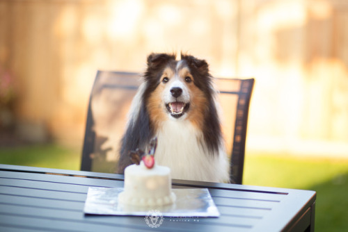 ofcarnivora:This fluffy shelp is now 8 years old! Happy Birthday Chico, may we celebrate more birthd