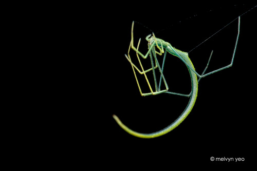 spiders-spiders-spiders:  Twig Spider (Ariamnes flagellum) by melvynyeo 