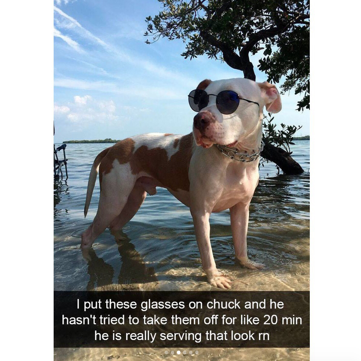 babyanimalgifs:  Dog snaps
