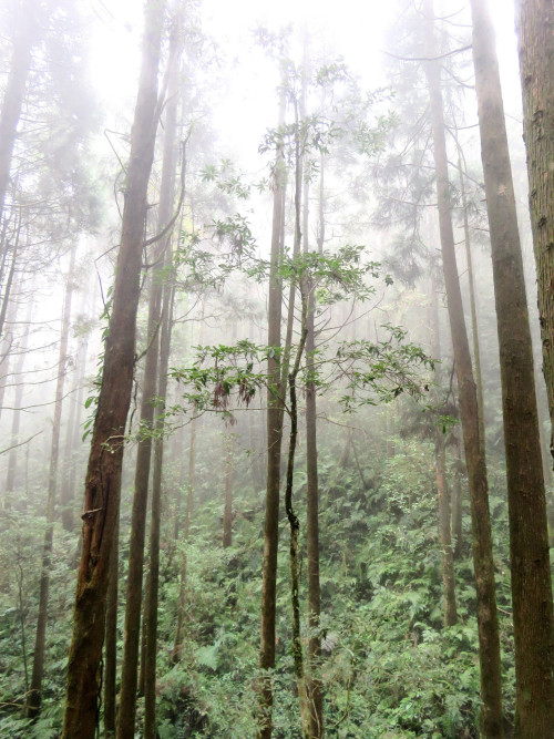 90377: foggy forest by 小佳 顏