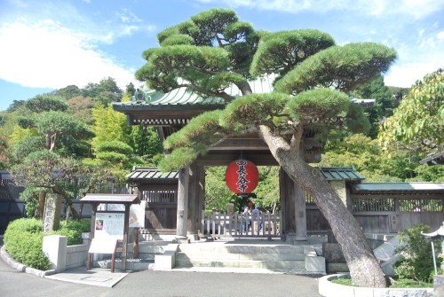 Explore The Wonderful Hase Temple in KamakuraHase Temple in Kamakura is famous for being the home of