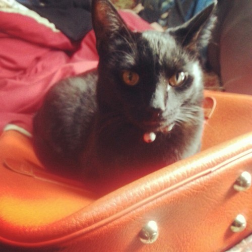 bevgodsgirls:  bevgodsgirls:  Abe loves this tiny suitcase.  I mean, look. This is not the face of a cat who could win a fight against other animals. 