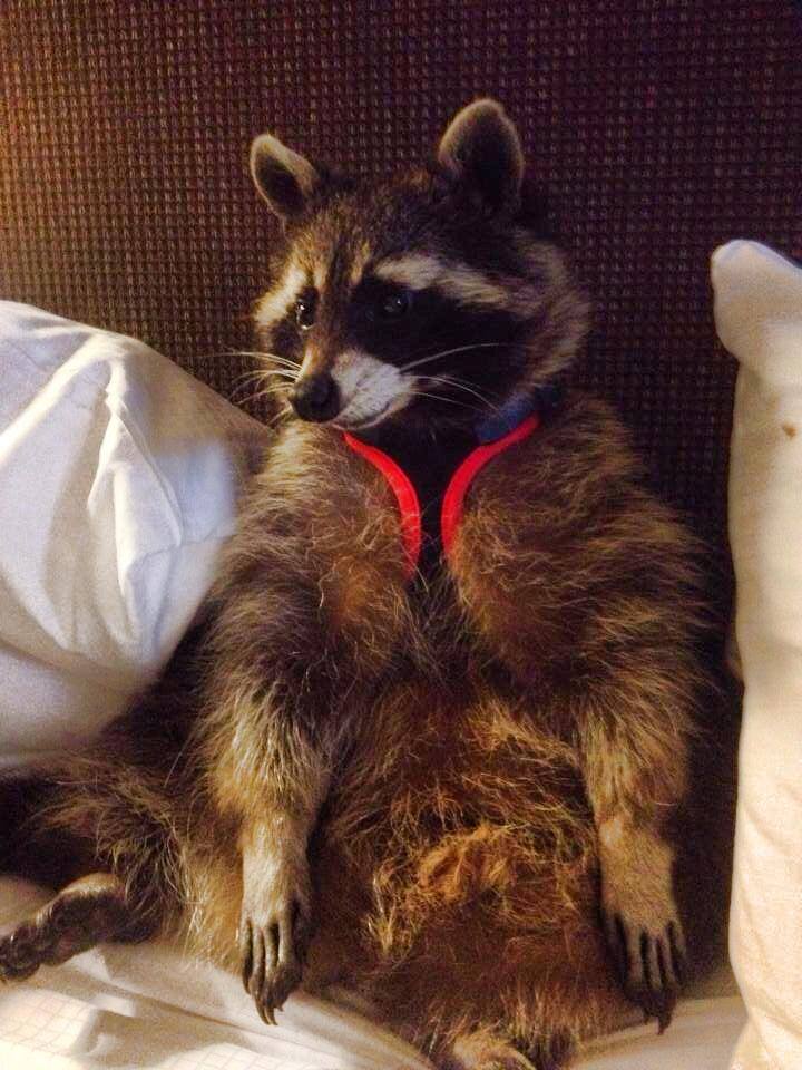 catsbeaversandducks:  October 1st is International Raccoon Appreciation Day and to