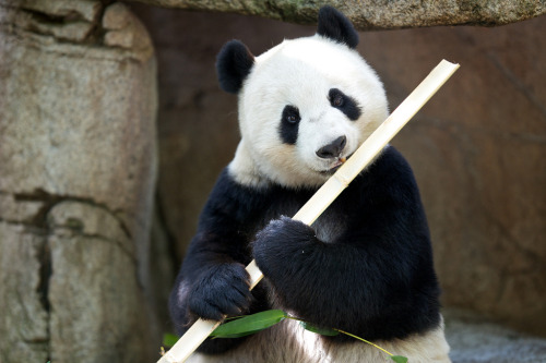 giantpandaphotos:  Happy 22nd birthday Bai Yun! Bai Yun, who has given birth to six beautiful cubs, turns 22 today on September 7. Bai Yun has been at the San Diego Zoo since September 10, 1996 (age 5). She was born in China to Dong Dong and Pan Pan.