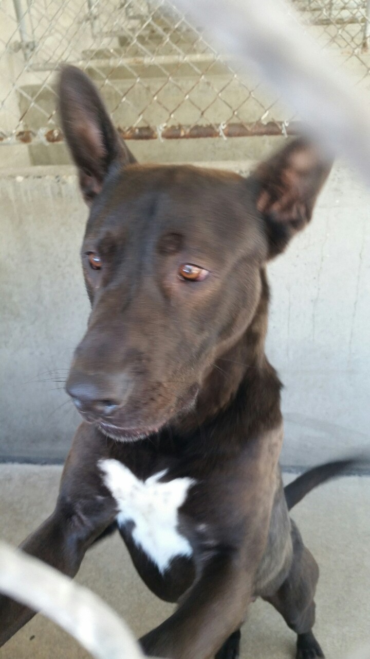 notmusa:  notmusa:  notmusa:someone adopt this dog i love him but i cant have a dog
