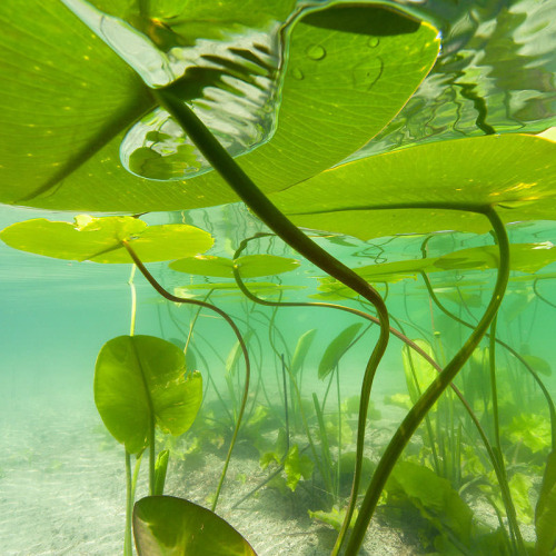 uroko:♡Michel Loup♡ [id: four underwater photographs of lily pads.]