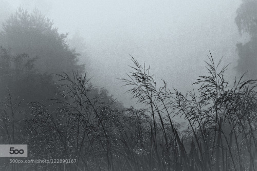 random-photos-x:  Morning Dew by ginaups. (http://ift.tt/1LBzBSf) 