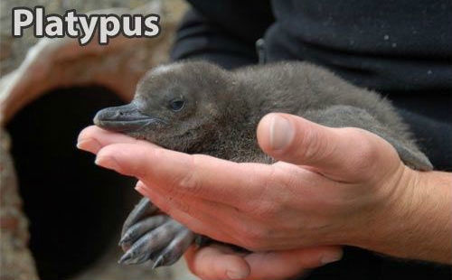 snazzapplesweet:  just-for-grins:If you’re having a bad day here are a few baby animal pictures which surely should cheer you up!  :DThe first picture is actually a baby squirrel (or wild bunny i cant quite tell from this angle), the baby platypus