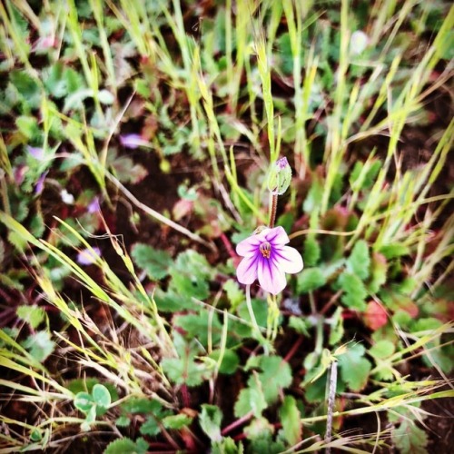 #purple #wildflower #eastcounty #field  (at Oakley, California)